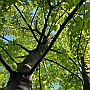 Baum_Holz_8(4)